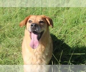 Golden Retriever Dogs for adoption in Jackson, MS, USA