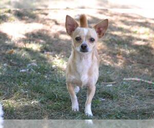 Chiweenie Dogs for adoption in Florence, KY, USA