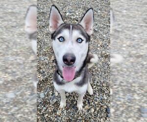 Siberian Husky Dogs for adoption in Fairbanks, AK, USA