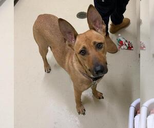 German Shepherd Dog-Unknown Mix Dogs for adoption in Fremont, CA, USA
