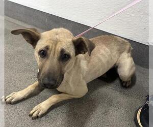German Shepherd Dog-Unknown Mix Dogs for adoption in HESPERIA, CA, USA