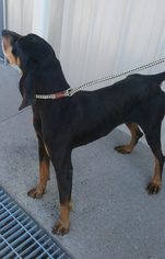 Black and Tan Coonhound Dogs for adoption in Cincinnati, OH, USA