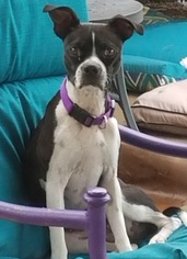 Boston Terrier-Unknown Mix Dogs for adoption in Plano, TX, USA