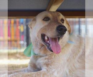 Labrador Retriever-Unknown Mix Dogs for adoption in San Antonio, TX, USA