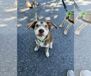 Mutt Dogs for adoption in Greenville, SC, USA