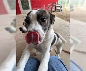 Mutt Dogs for adoption in Pampa, TX, USA