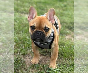 French Bulldog Dogs for adoption in Spring Lake, NJ, USA