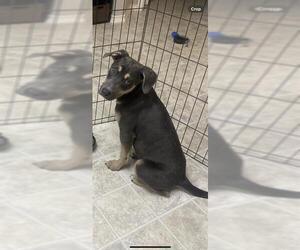 American Staffordshire Terrier Dogs for adoption in San Antonio, TX, USA