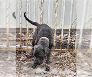 Mastiff Dogs for adoption in Houston, TX, USA