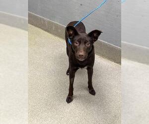 Labrador Retriever-Unknown Mix Dogs for adoption in Las Vegas, NV, USA