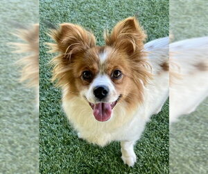 Cava-lon Dogs for adoption in Agoura Hills, CA, USA