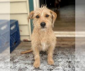 Shih Tzu Dogs for adoption in Littleton, CO, USA