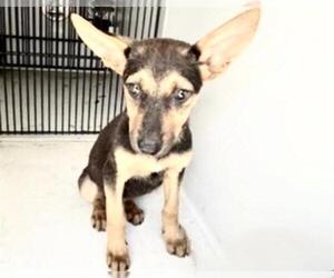 Doberman Pinscher-German Shepherd Dog Mix Dogs for adoption in Houston, TX, USA
