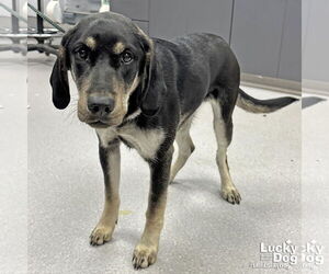 Labrador Retriever-Unknown Mix Dogs for adoption in Washington, DC, USA