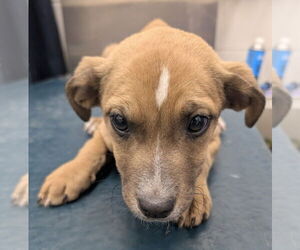 Beagle-Unknown Mix Dogs for adoption in Mobile, AL, USA