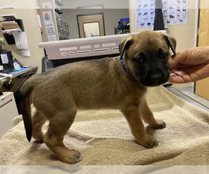 Staffordshire Bull Terrier Dogs for adoption in Modesto, CA, USA