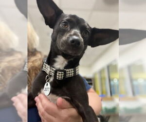 Chihuahua-Unknown Mix Dogs for adoption in Forestville, MD, USA