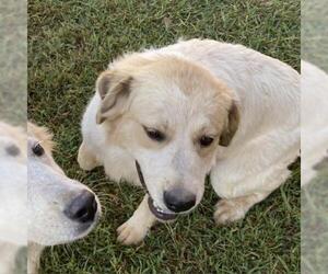 Great Pyrenees Dogs for adoption in Denison, TX, USA