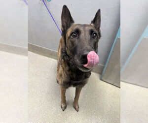 Mutt Dogs for adoption in Las Vegas, NV, USA