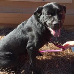 Medium Photo #1 Labrador Retriever-Unknown Mix Puppy For Sale in Hamilton, GA, USA