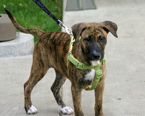 Chesador Dogs for adoption in Dallas, TX, USA