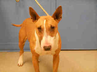 Bull Terrier Dogs for adoption in Pueblo, CO, USA