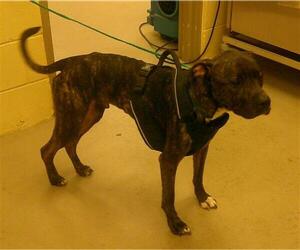Mutt Dogs for adoption in Sanford, FL, USA
