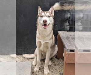 Siberian Husky-Unknown Mix Dogs for adoption in Frisco, CO, USA