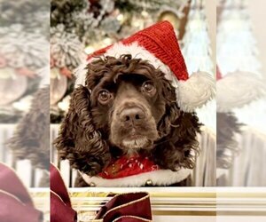 Cocker Spaniel Dogs for adoption in Sherman Oaks, CA, USA