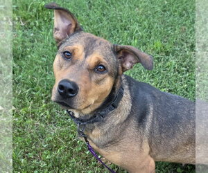 Shepradors Dogs for adoption in Blacksburg, SC, USA