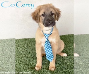 Australian Shepherd-German Shepherd Dog Mix Dogs for adoption in San Diego, CA, USA