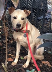 Labrador Retriever-Whippet Mix Dogs for adoption in Houston, TX, USA