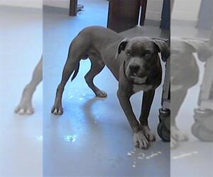 American Pit Bull Terrier Dogs for adoption in Fayetteville, NC, USA