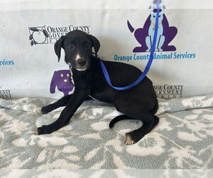 Labrador Retriever-Unknown Mix Dogs for adoption in Orlando, FL, USA