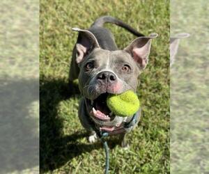American Staffordshire Terrier Dogs for adoption in Fort Lauderdale, FL, USA