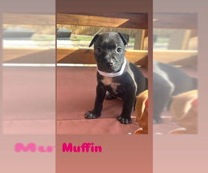 American Staffordshire Terrier-Unknown Mix Dogs for adoption in San Antonio, TX, USA