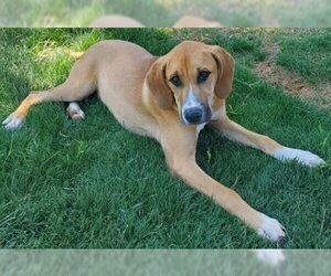 Mutt Dogs for adoption in Willcox, AZ, USA