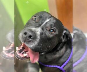 Mastador Dogs for adoption in Little Rock, AR, USA