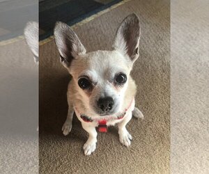 Chihuahua Dogs for adoption in Temecula, CA, USA