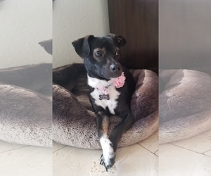 Chihuahua Dogs for adoption in Deerfield Beach, FL, USA