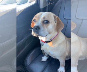 Puggle Dogs for adoption in Bellbrook, OH, USA