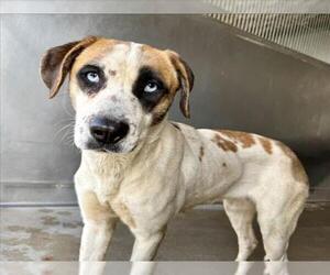 American Pit Bull Terrier-Unknown Mix Dogs for adoption in San Bernardino, CA, USA