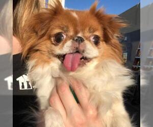 Japanese Chin Dogs for adoption in Tempe, AZ, USA