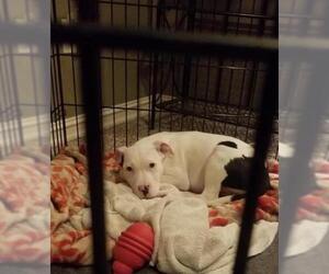 American Pit Bull Terrier Dogs for adoption in Claremore, OK, USA
