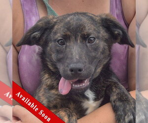 Australian Shepherd-Unknown Mix Dogs for adoption in Huntley, IL, USA