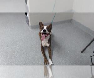 Pointer-Unknown Mix Dogs for adoption in Pasadena, TX, USA
