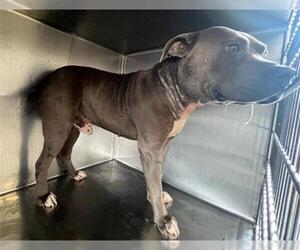 American Pit Bull Terrier Dogs for adoption in Riverside, CA, USA