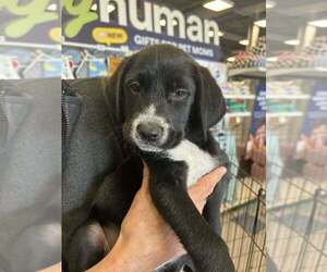 Poodle (Miniature)-Unknown Mix Dogs for adoption in Palatine/Kildeer/Buffalo grove, IL, USA