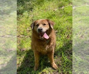 Chow Chow-Golden Retriever Mix Dogs for adoption in Forest, VA, USA