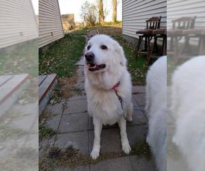 Great Pyrenees Dogs for adoption in Waseca, MN, USA
